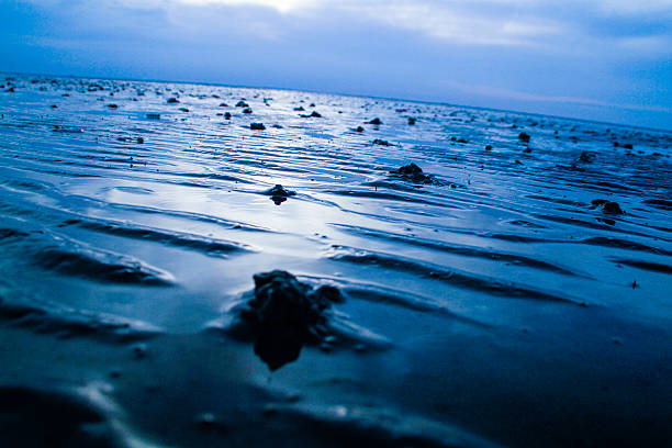 wade davis - sea beach mud flat mud stock-fotos und bilder