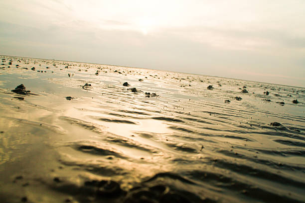 wade davis - sea beach mud flat mud stock-fotos und bilder