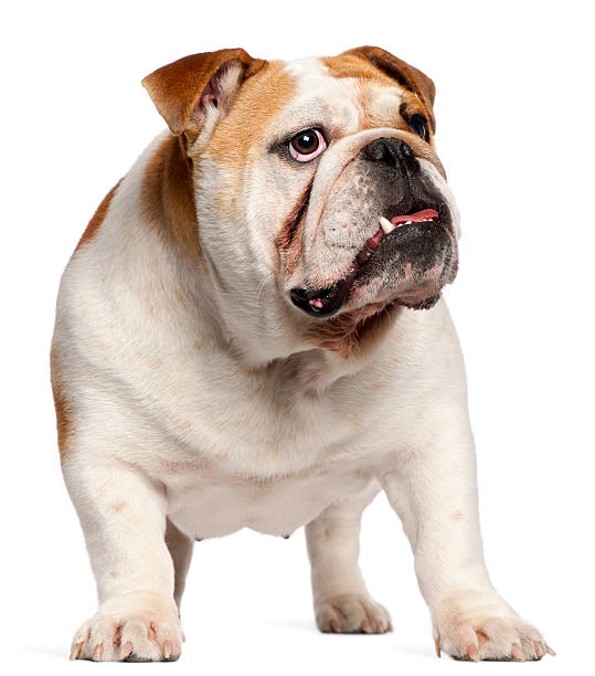 istock English Bulldog, 11 months old, standing 515814456