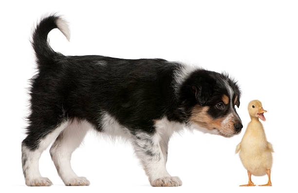 istock Border Collie puppy playing with a duckling, 1 week old, 515814550