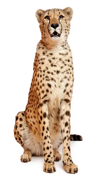 Cheetah, Acinonyx jubatus, 18 months old, sitting in front of white background