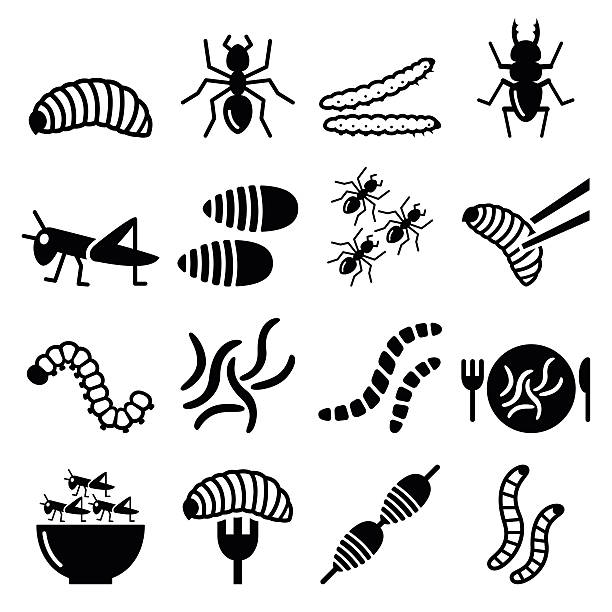 edible worms and insects icons - alternative source on protein - cırcır böceği böcek stock illustrations