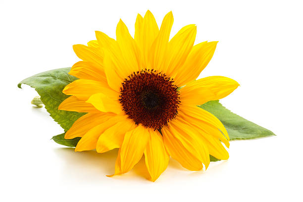 girasole con foglie. - sunflower foto e immagini stock