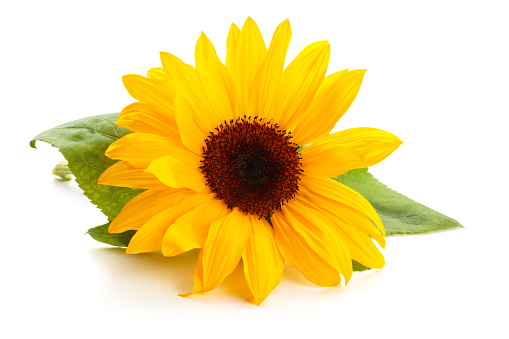 Sunflower  with leaves isolated on white background.