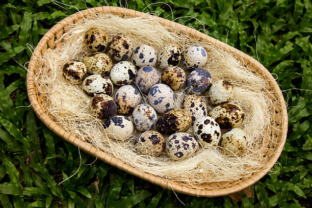 huevo de pascua. - animal egg golden animal nest nest egg fotografías e imágenes de stock