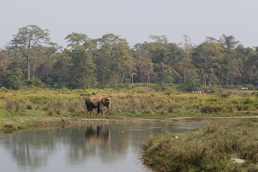 An Elephant at a river in Chitwan National Park, Nepal