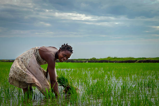 africanos arroz agricultor - africa farmer african descent agriculture fotografías e imágenes de stock