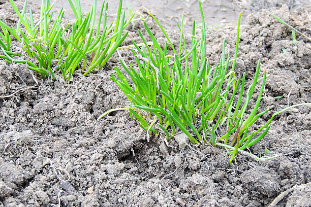 istock Green grass in the garden 515824852