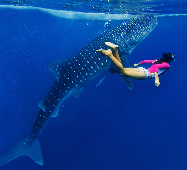 Girl snorkeling with whale shark Young girl snorkeling with whale shark in the sea, Philippines whale shark photos stock pictures, royalty-free photos & images