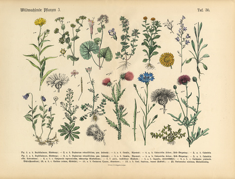 Very Rare, Beautifully Illustrated Antique Engraved Victorian Botanical Illustration of Wildflowers, Medicinal and Herbal Plants: Plate 30, from The Book of Practical Botany in Word and Image (Lehrbuch der praktischen Pflanzenkunde in Wort und Bild), Published in 1886. Copyright has expired on this artwork. Digitally restored.