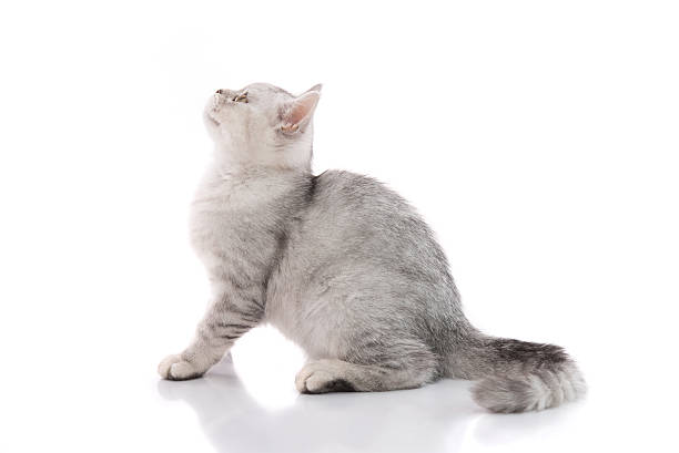istock Cute american shorthair cat isolated 515826268