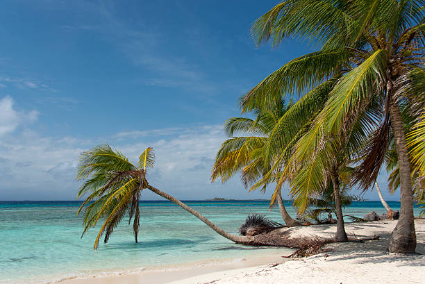 palmera cocotera que pesan sobre el mar turquesa - panama caribbean culture san blas islands caribbean fotografías e imágenes de stock