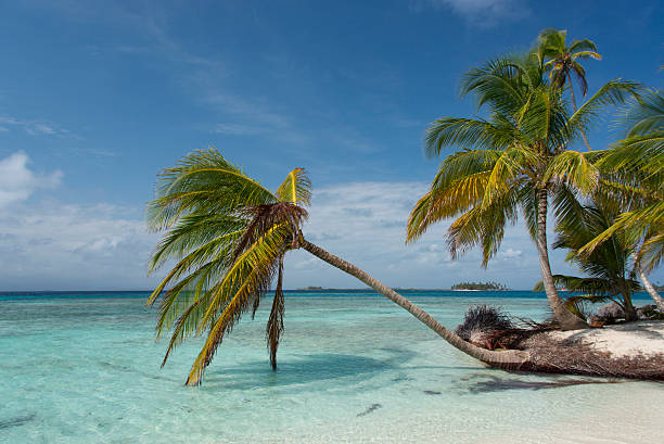Coconut palm tree hanging over the turquoise sea at a Caribbean island.