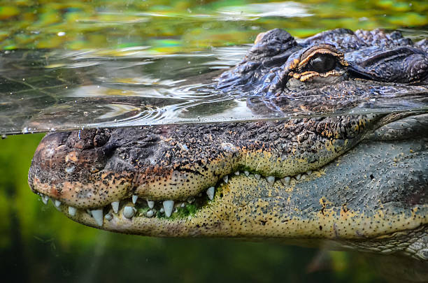istock Amphibian Prehistoric Crocodile 515828950