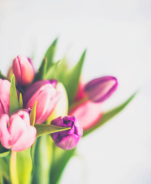 istock Tulip bouquet in simple jar for Mother's Day 515829404