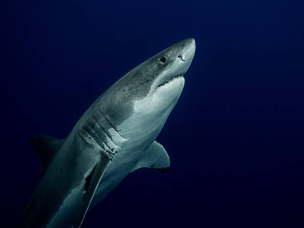 istock Great white shark close up in the depths 515829624