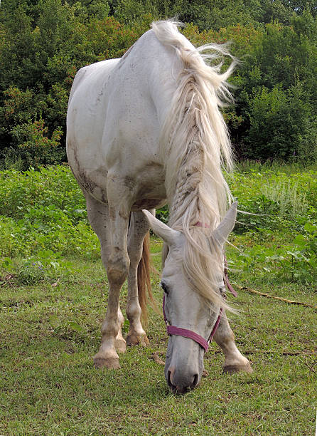 istock White hair coat horse 515829656