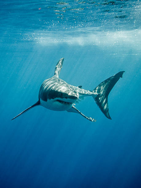 Great white shark fings and teeth Great white shark with its main four fins swimming in the Pacific Ocean at Guadalupe Island in Mexico sharks in water stock pictures, royalty-free photos & images