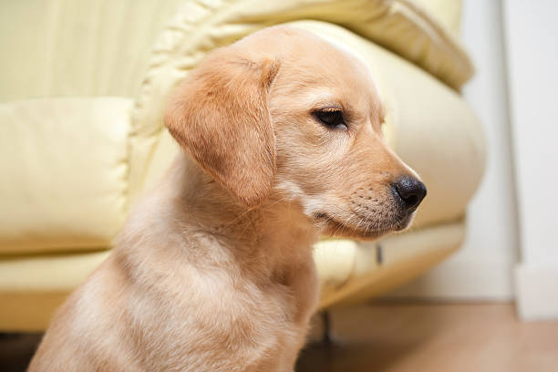 istock Labrador retriever puppy 515829980