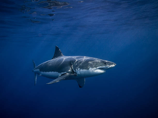 Tagged great white shark (Carcharodon Carcharias) Tagged Great white shark for conservation under sun rays in the blue Pacific Ocean  at Guadalupe Island in Mexico wildlife tracking tag stock pictures, royalty-free photos & images