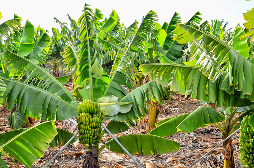 Banana Plantation Field in Tenerife Canary Islands