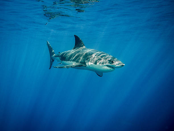istock Great white shark (Carcharodon carcharias) in the blue ocean 515830522