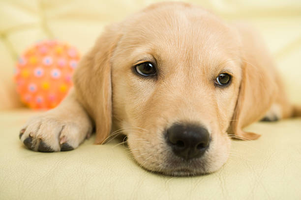 istock Labrador retriever puppy 515830538