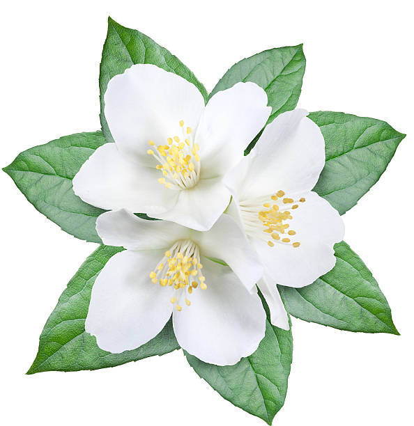istock Blooming jasmine flower with leaves. 515830682