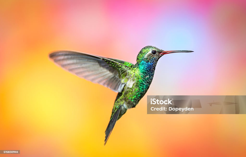 Broad Billed Hummingbird. Violet Crown Hummingbird. Part of my new hummingbird art collection using different patterned material in the background to create a one of a kind image. Hummingbird Stock Photo