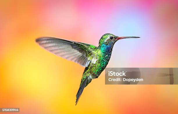 Broad Billed Hummingbird Stock Photo - Download Image Now - Hummingbird, Green Color, Macrophotography