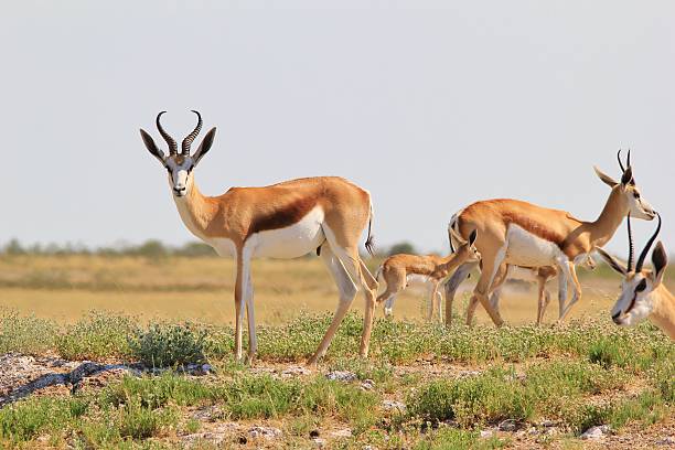 istock Springbok Ram - African Wildlife Background - Pride and Posture 515831538