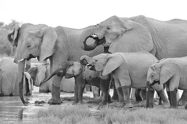 Elefante africano-emblemática vida selvagem planos de fundo - foto de acervo