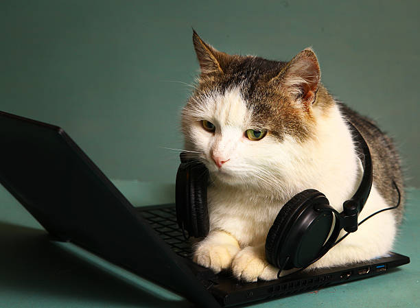 divertente immagine di gatto stare sulle copmuter computer portatile - animals and pets arts and entertainment music foto e immagini stock