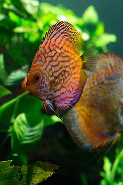 istock bright large and small fish live among the corals 515831826