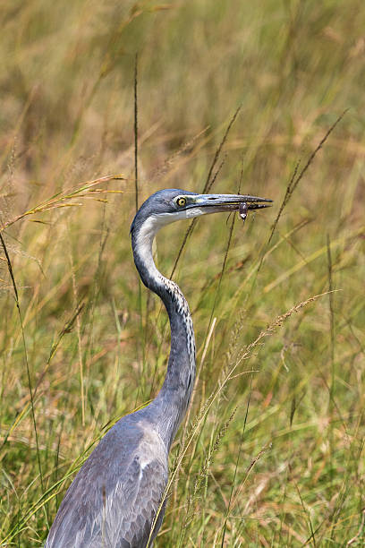 istock Black-headed heron with an insect in its beak 515832116