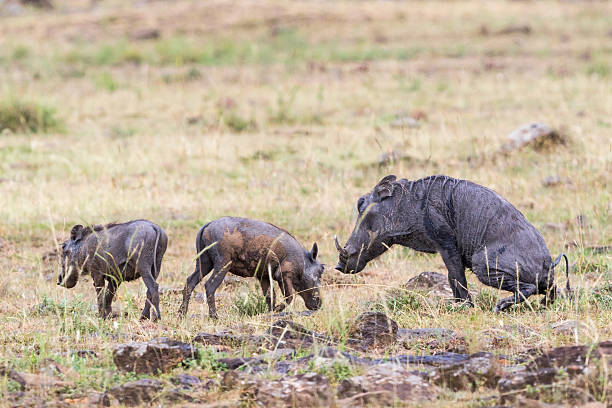istock Warthog with young ones in the grass 515832206
