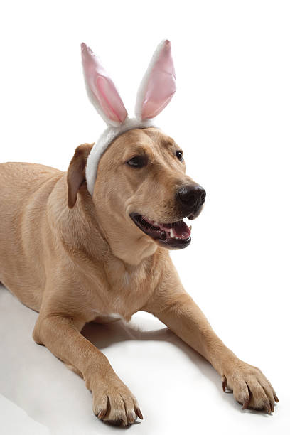 istock Labrador retriever dog with bunny ears 515833178
