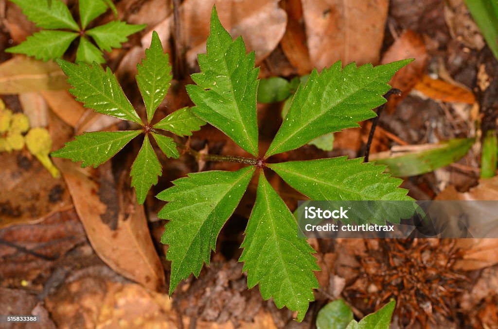 Two Virginia Creeper leaves with  jagged edges A fresh, new Virginia Creeper leaf next to a mature one. Frequntly mistaken for Poison Ivy, this plant has leaves in groups of five, not three. Extreme Close-Up Stock Photo
