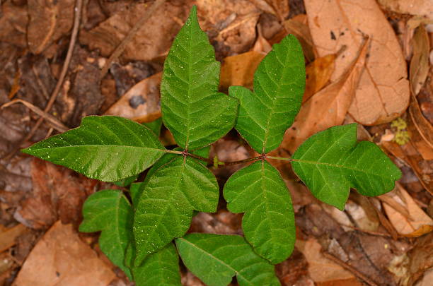 A three-leaf poison ivy plant.