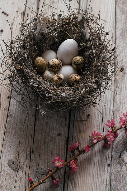 istock Quail eggs and blossom on wooden background 515833860