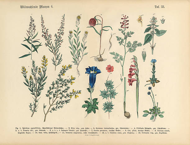 wildblume und medizinische kräuter-pflanzen und viktorianische botanischen illustrationen - white background isolated on white isolated gladiolus stock-grafiken, -clipart, -cartoons und -symbole