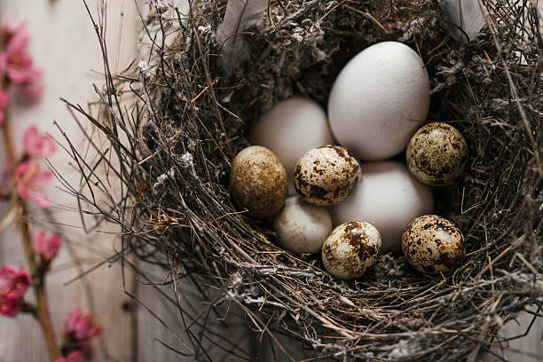 istock Quail eggs and blossom on wooden background 515834180