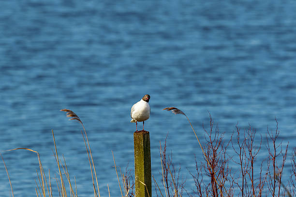 gaviota con cabezal negro sobre un polo al lago - common black headed gull fotografías e imágenes de stock