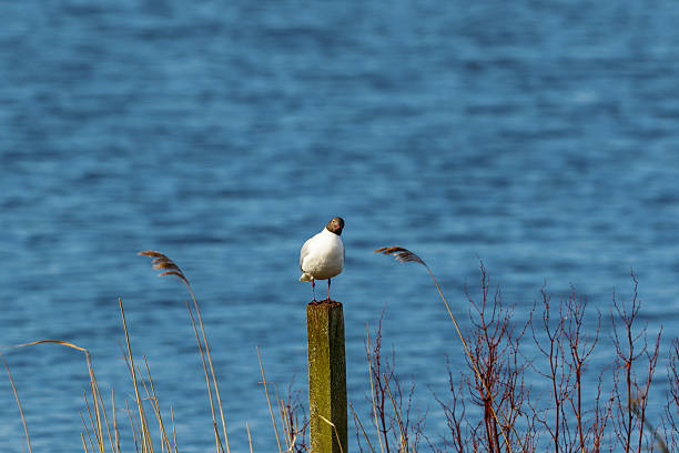 testa nera gabbiano seduto su un palo, sul lago - common black headed gull foto e immagini stock