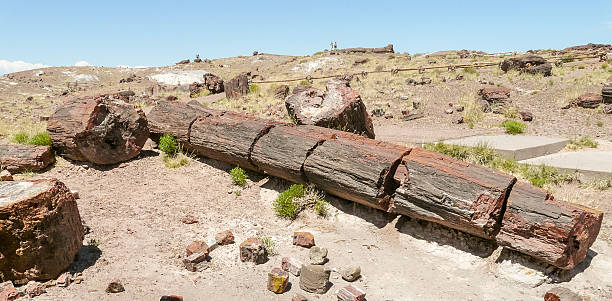 istock Trunk of Petrified Tree in Petrified Forest National Park 515834406