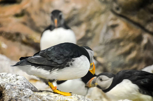 schwarzen und weißen pinguin - antarctica penguin ice emperor stock-fotos und bilder