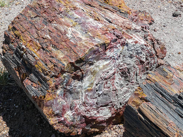 istock Petrified Wood in Petrified Forest National Park 515834774