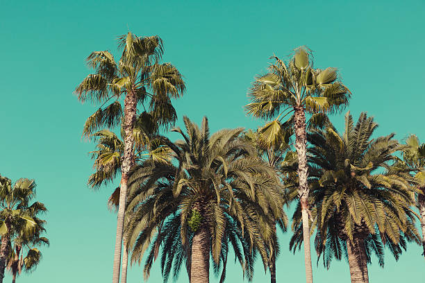istock Palm trees at Santa Monica beach. 515835122