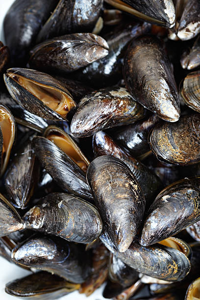 istock Homemade cooked mussels 515835124