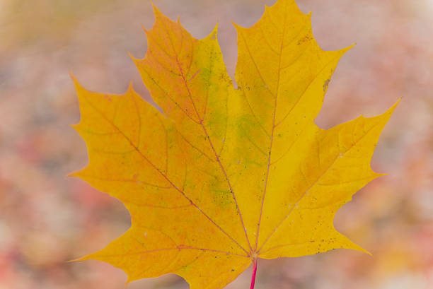istock autumn leaves in nature 515835242